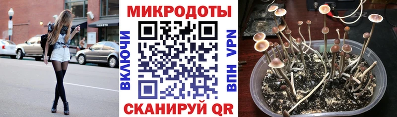 Галлюциногенные грибы Psilocybine cubensis  Гулькевичи 